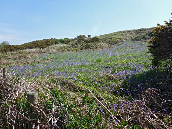 Rolling hillside covered with purple wildflowers and coastal vegetation under clear blue sky.