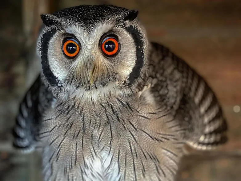 An owl with striking orange eyes and grey and white plumage stares directly at the camera.