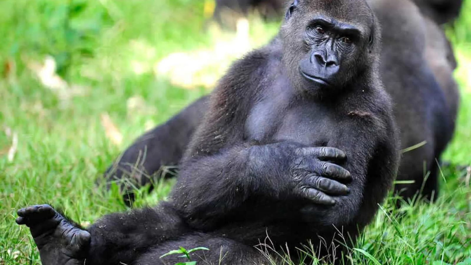 Twycross Zoo