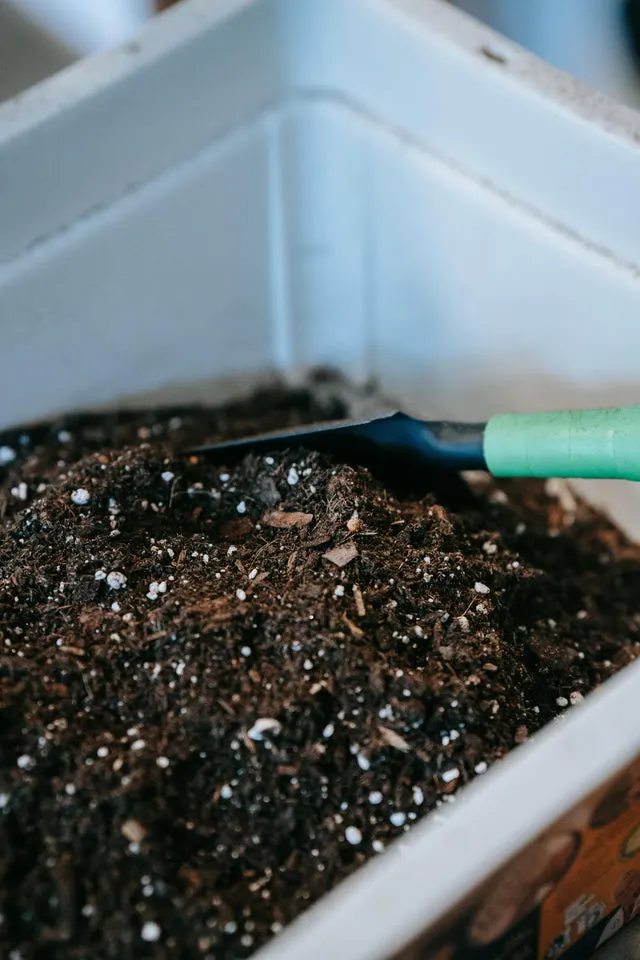 A hand holding a small garden trowel positioned over soil in a white planting tray.
