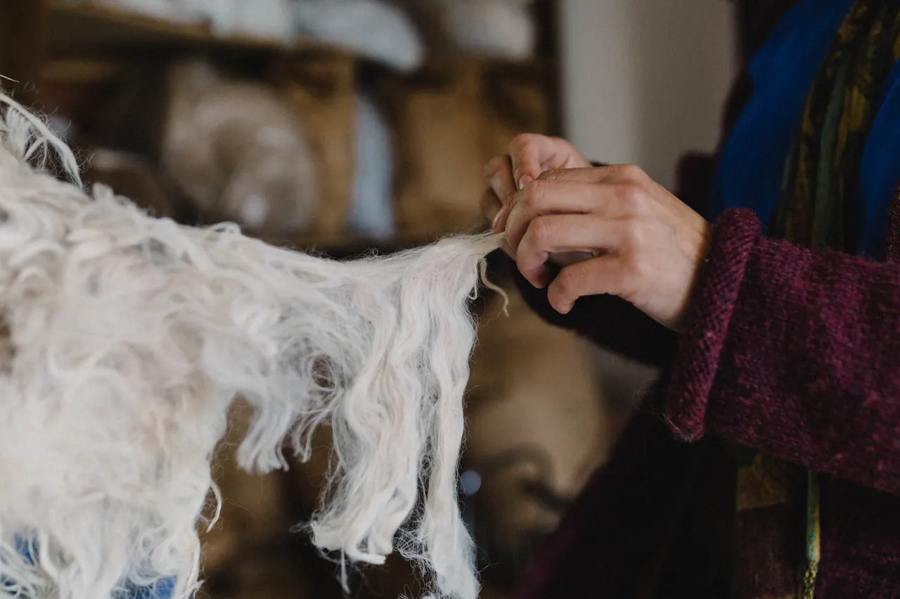 Person petting a white goat in a farm setting with other farm animals visible in the background.