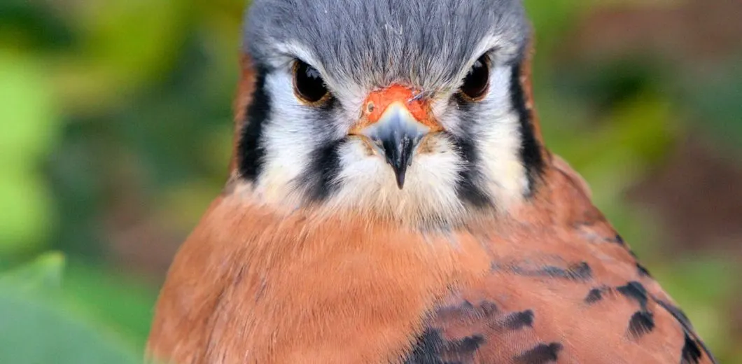 Close-up of a bird of prey with rust-coloured breast and grey head facing the camera.