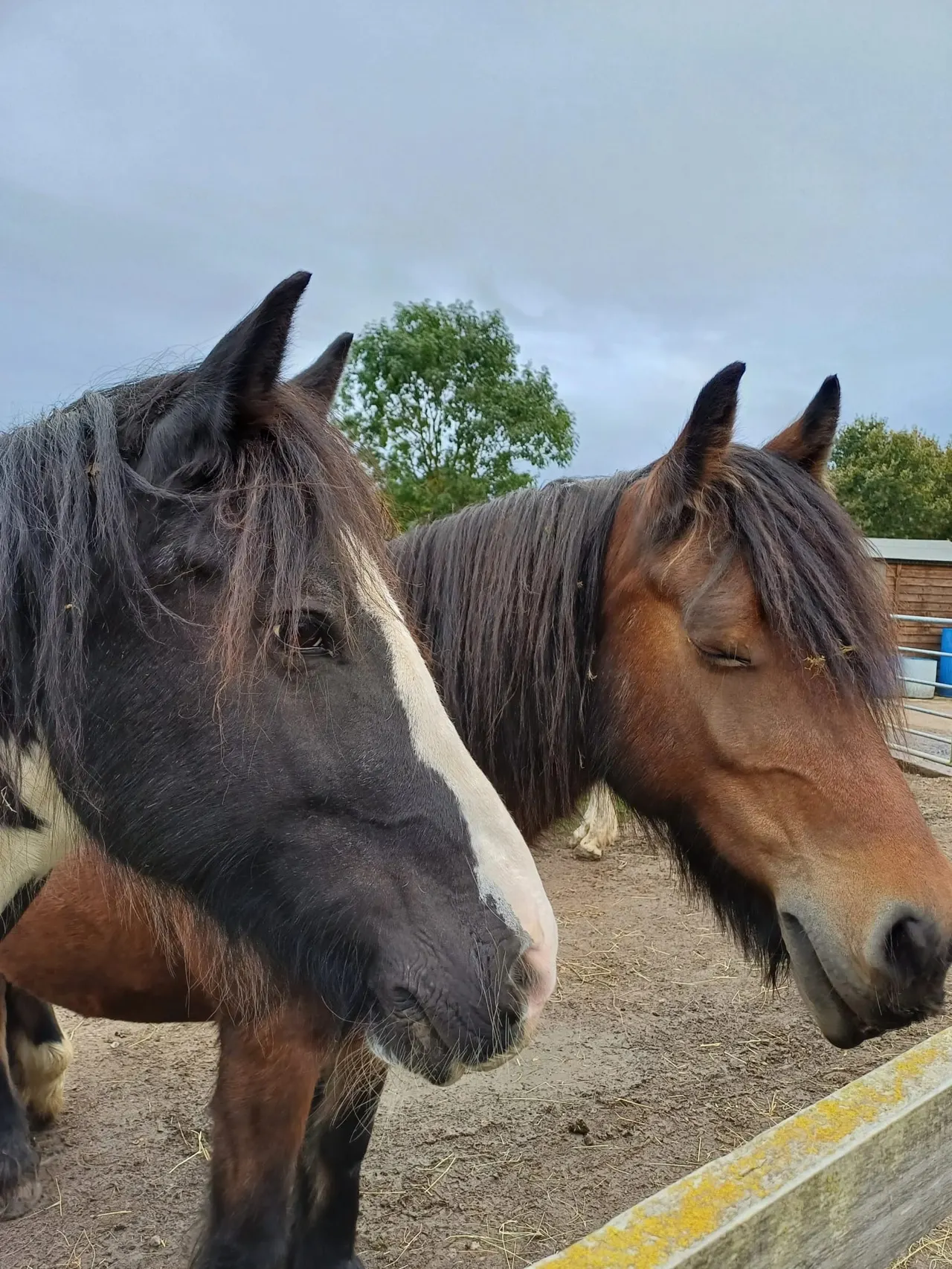 Two horses standing in a paddock, one dark with a white blaze, the other brown, with farm buildings and trees behind.
