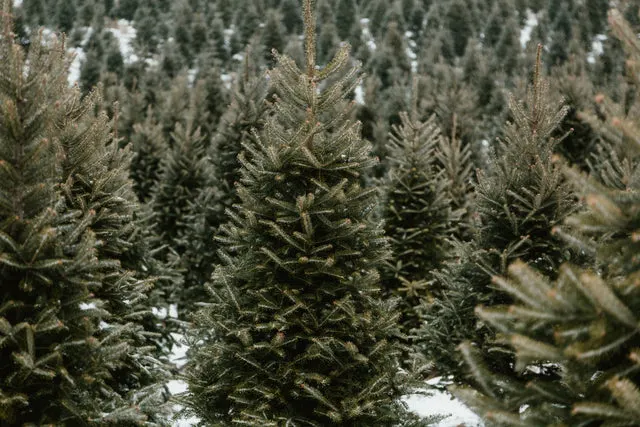Rows of young evergreen trees with frost and snow on their branches in a tree farm or nursery.