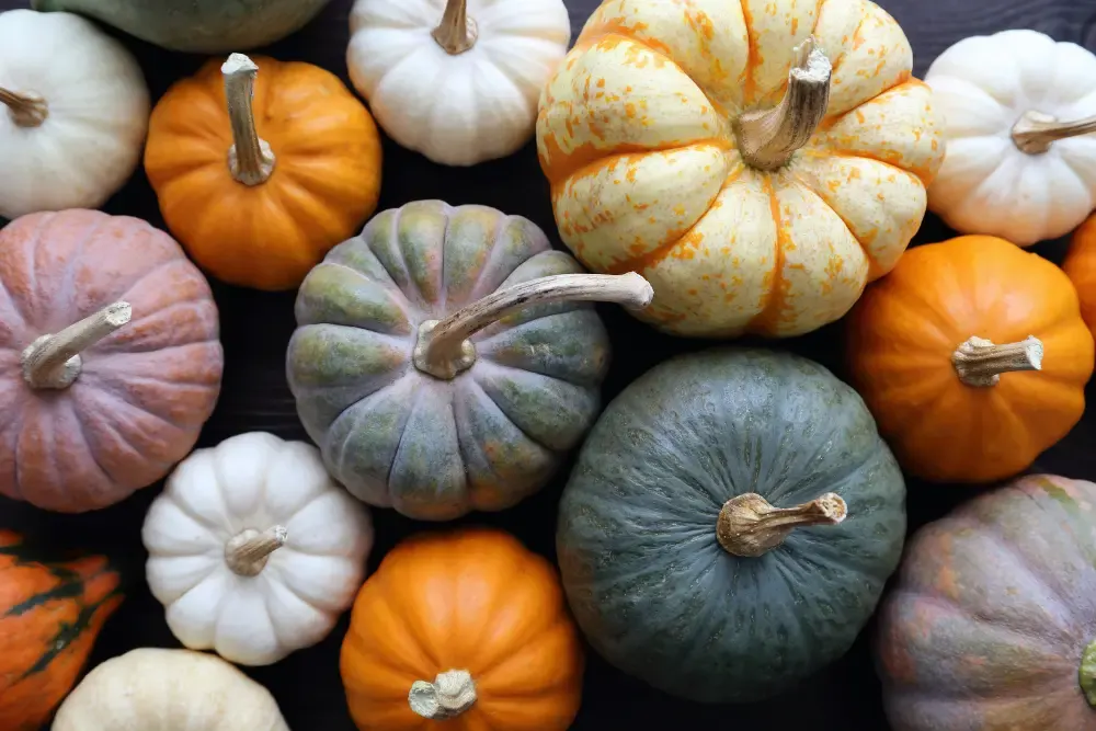 Close-up of assorted decorative autumn squashes and pumpkins in various colours.