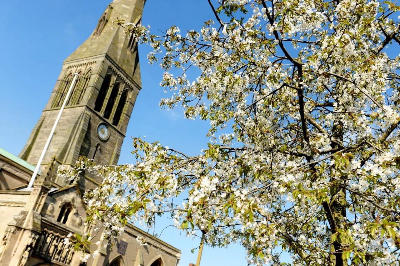 Stone church tower with clock beside white blossom tree against clear blue sky.