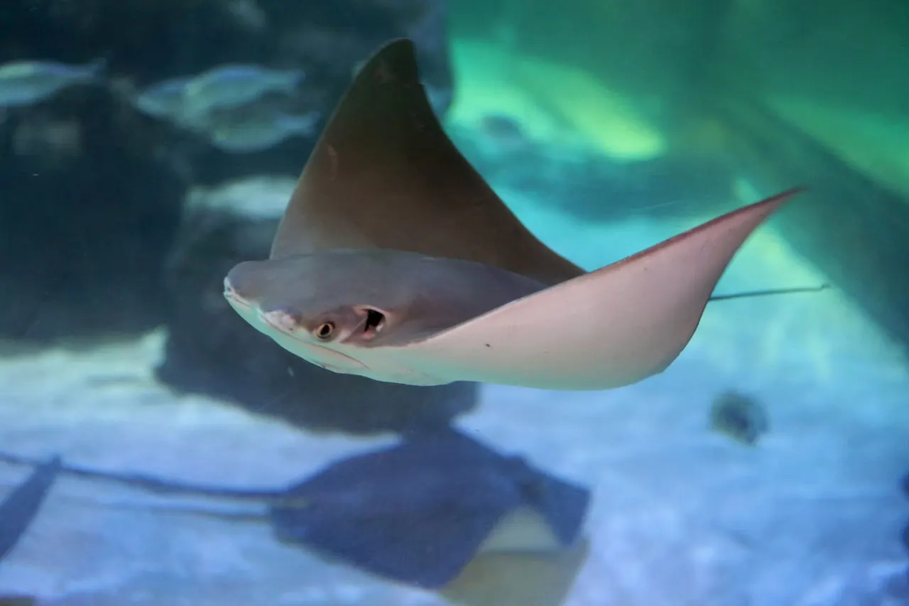 SEA LIFE Blackpool