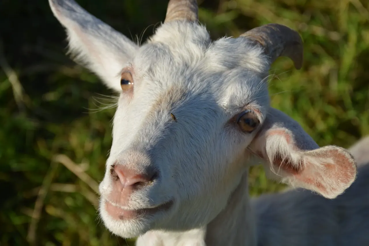 Close-up of a goat's head in profile with white and brown markings, green foliage behind.