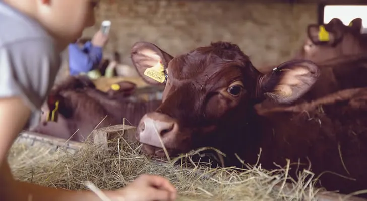 A young child feeds hay to a brown cow with a yellow ear tag at a farm.