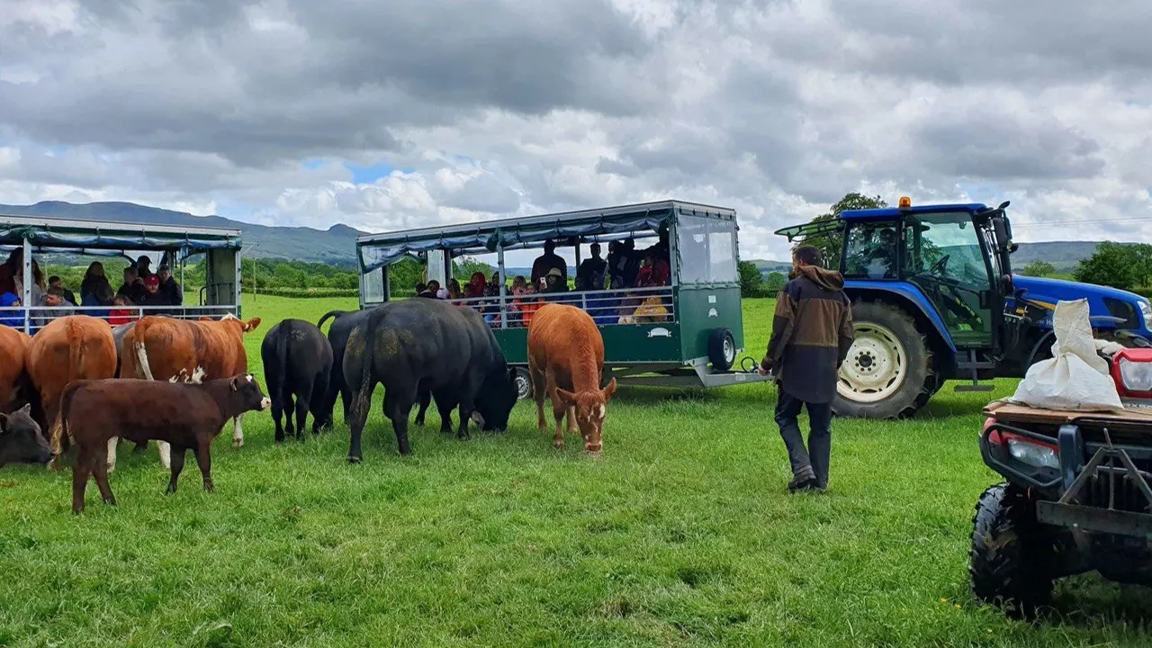 Visitors in open-sided tractor-drawn trailers observe cattle grazing in a green pasture during a farm tour.