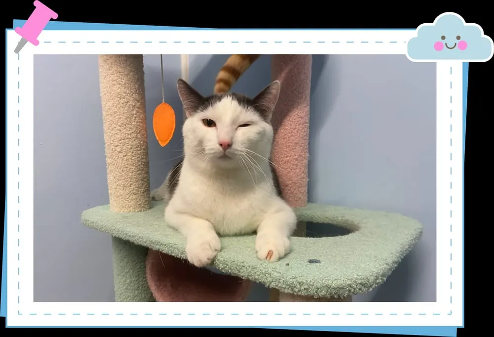 Meow Cat Cafe