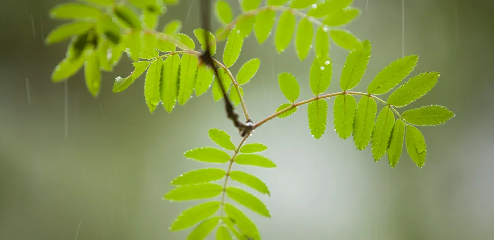 PHOTOGRAPH

Bright green ash leaves with rain droplets hanging from branches against a soft grey sky.
