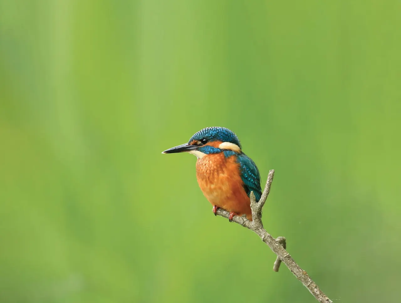 A kingfisher with blue-green upperparts and orange-rust underparts perches on a thin branch against a soft green background.