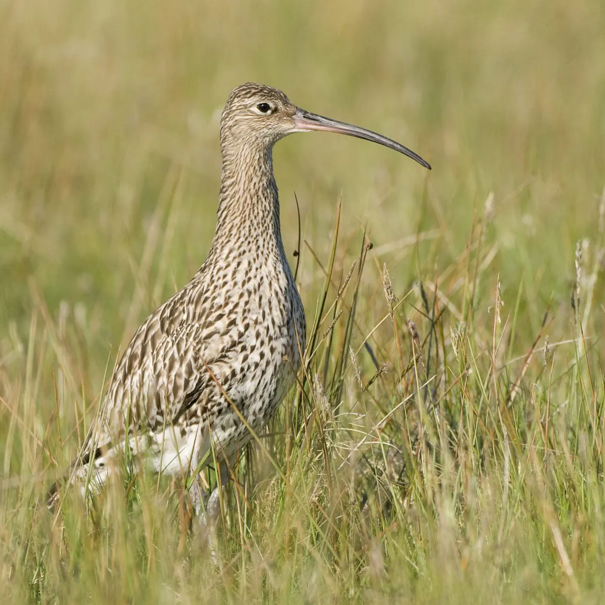 Wading bird with long curved bill standing among marsh grasses and reeds.