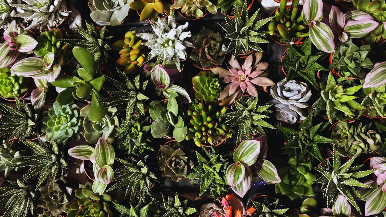 Overhead view of potted succulents and cacti with pink and white flowers displayed together.