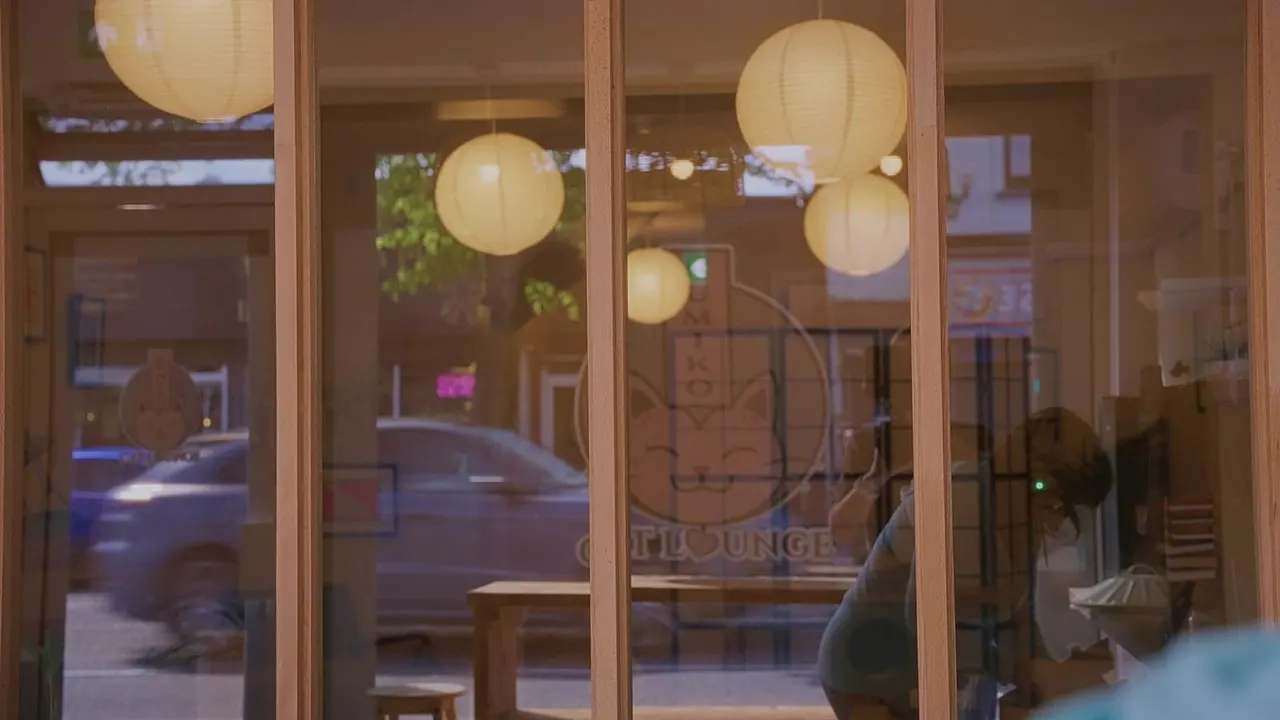 Illuminated lanterns hang inside a cat lounge viewed through glass windows at dusk, with a person visible inside.