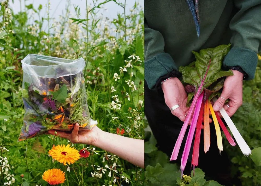 Person holding a bag of colourful edible flowers in a garden, and freshly picked rainbow chard stems in their hands.