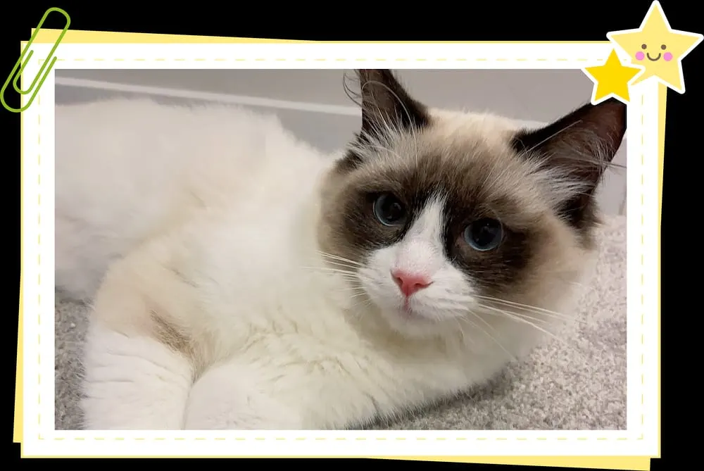 Meow Cat Cafe