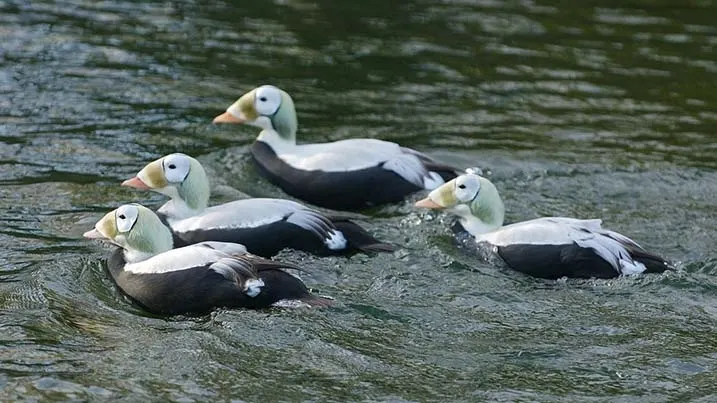Four ducks swimming together on green water.