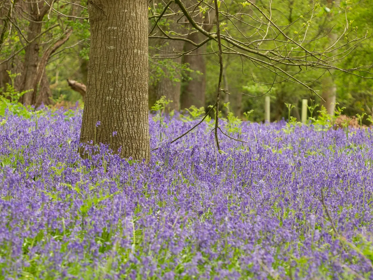 Woodland floor carpeted with purple bluebells beneath tall trees in spring.