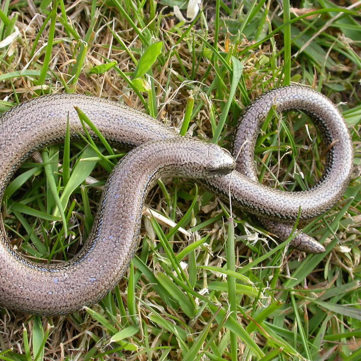 A slow worm coiled on grass and leaf litter.