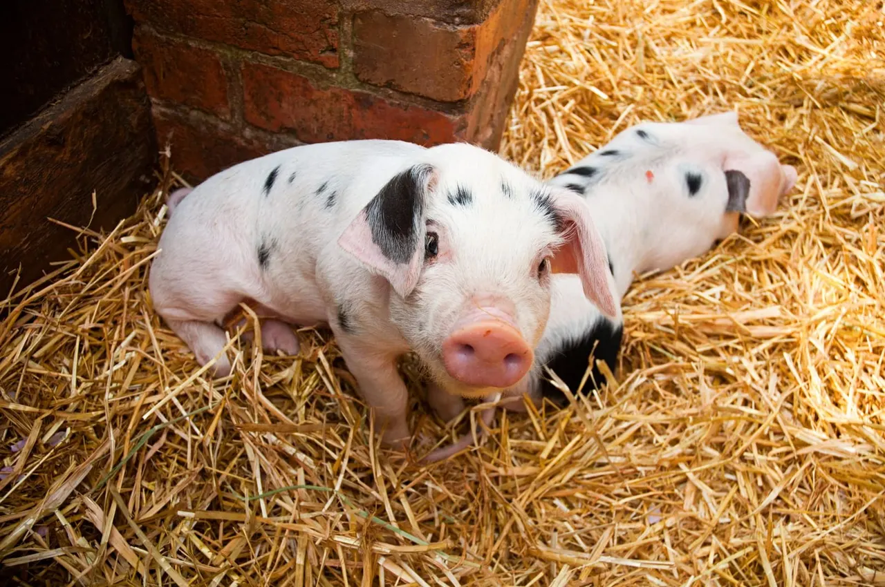 White and black spotted pig standing in straw bedding next to a brick wall.
