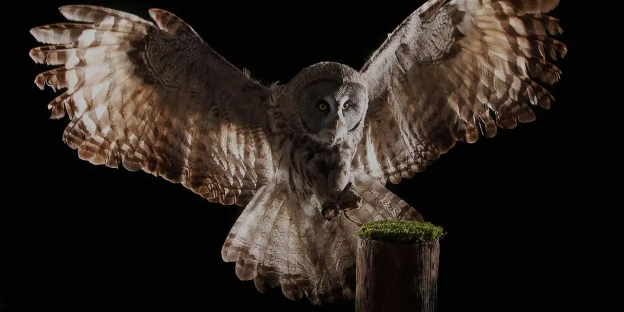 Scottish Owl Centre