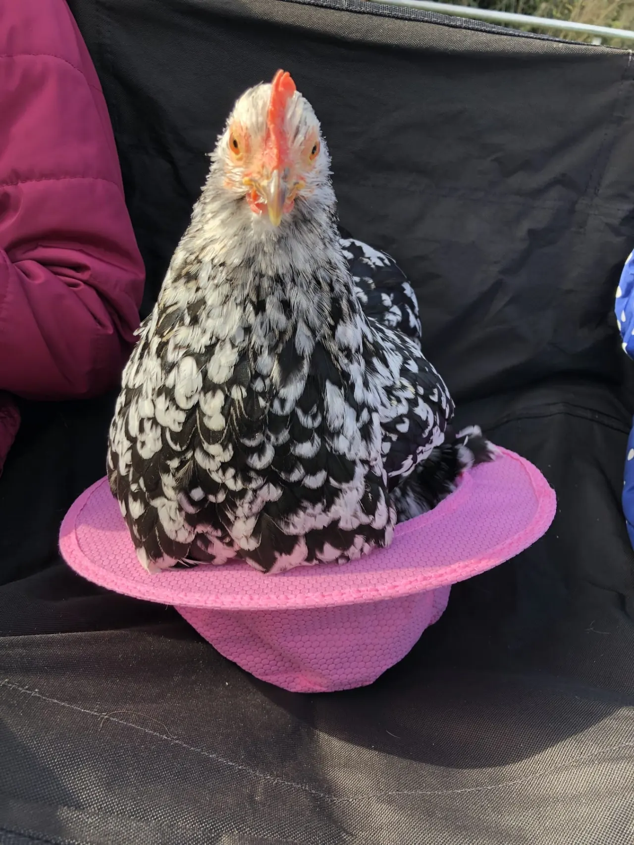 A black and white patterned chicken sits in a pink container held by a person in a magenta jacket.