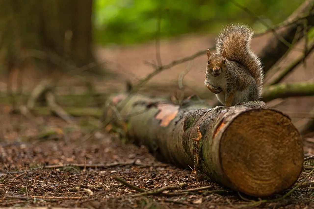 A squirrel stands on a felled log in a woodland setting, facing the camera with its distinctive bushy tail raised.
