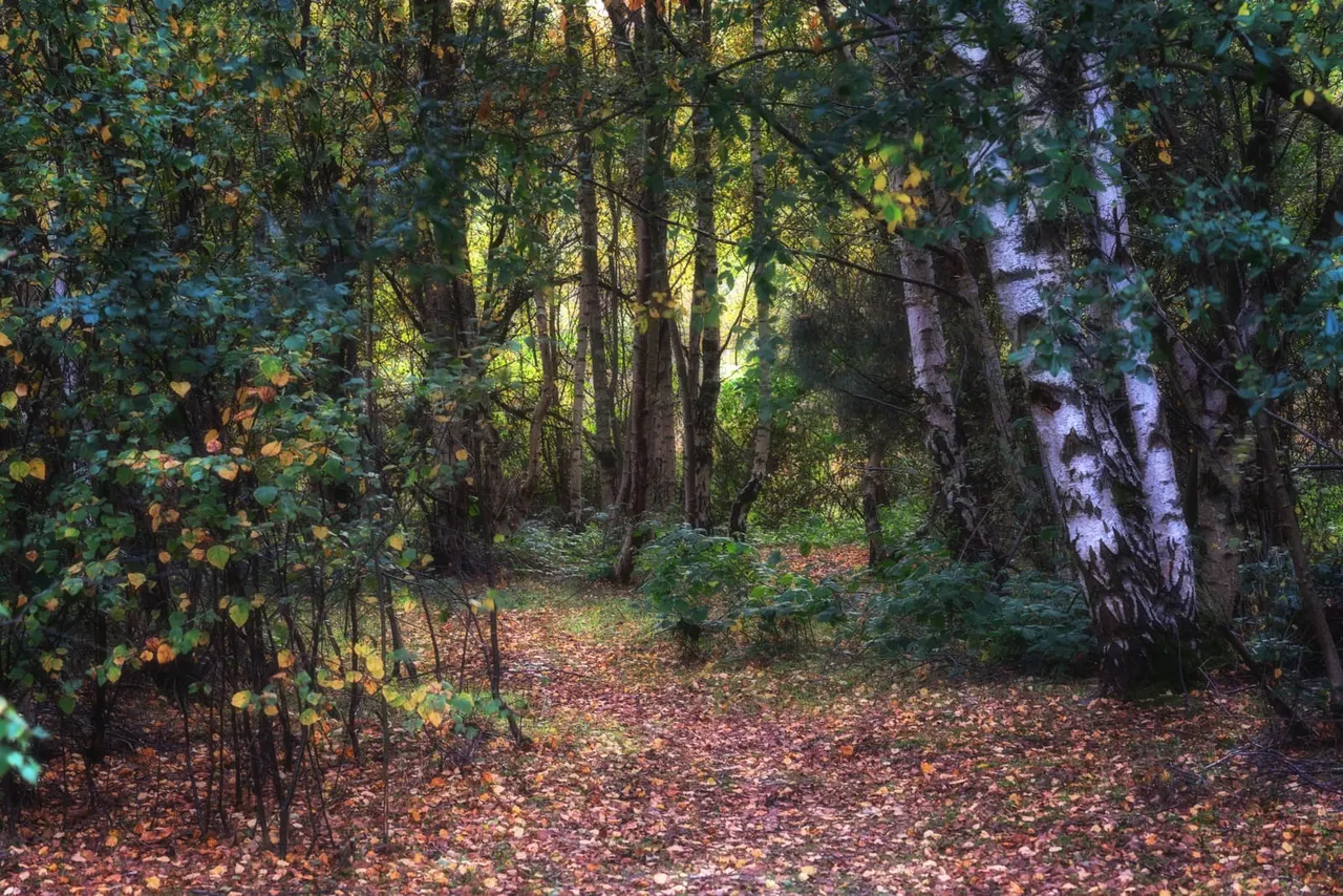 Woodland path through mature trees with autumn leaves carpeting the ground and dappled sunlight filtering through the canopy.
