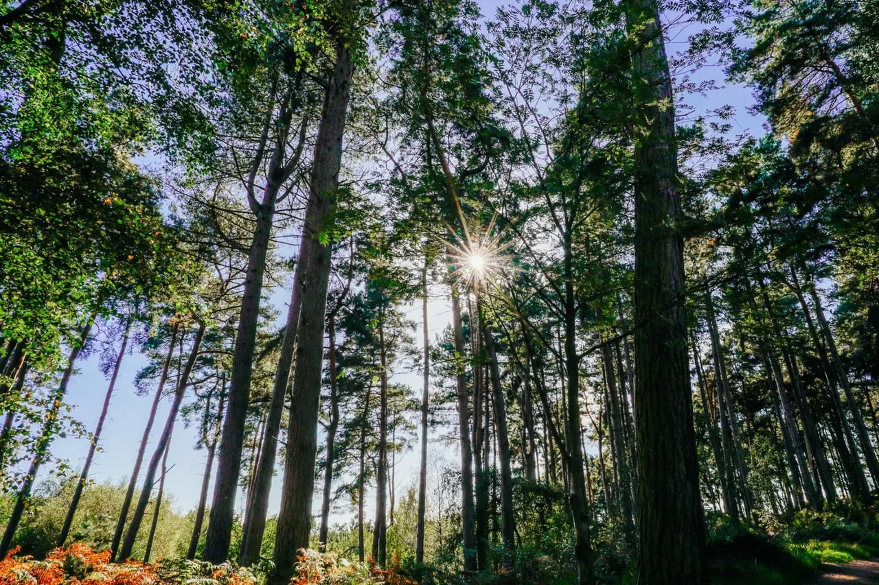 Sunlight streams through tall trees in a woodland clearing with ferns and undergrowth below.