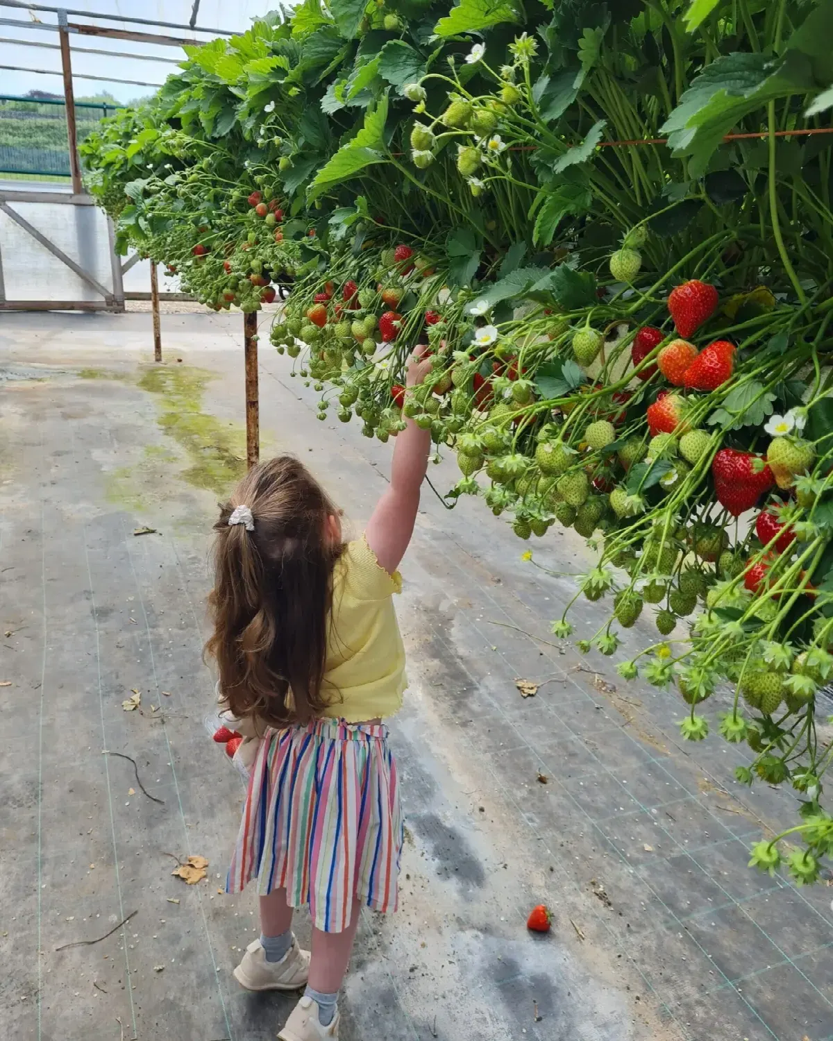 Child reaching up to pick strawberries from hanging plants in a polytunnel at a farm attraction.