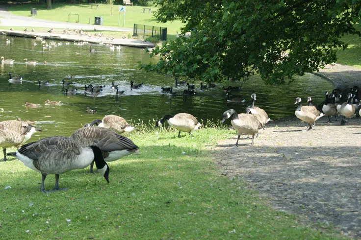 Geese and ducks gathered on grass and in water beside a tree-lined pond in a park.