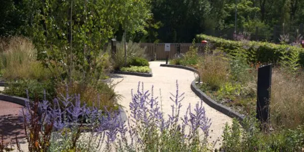 Winding gravel path through a garden with purple flowering plants and mature trees on either side.