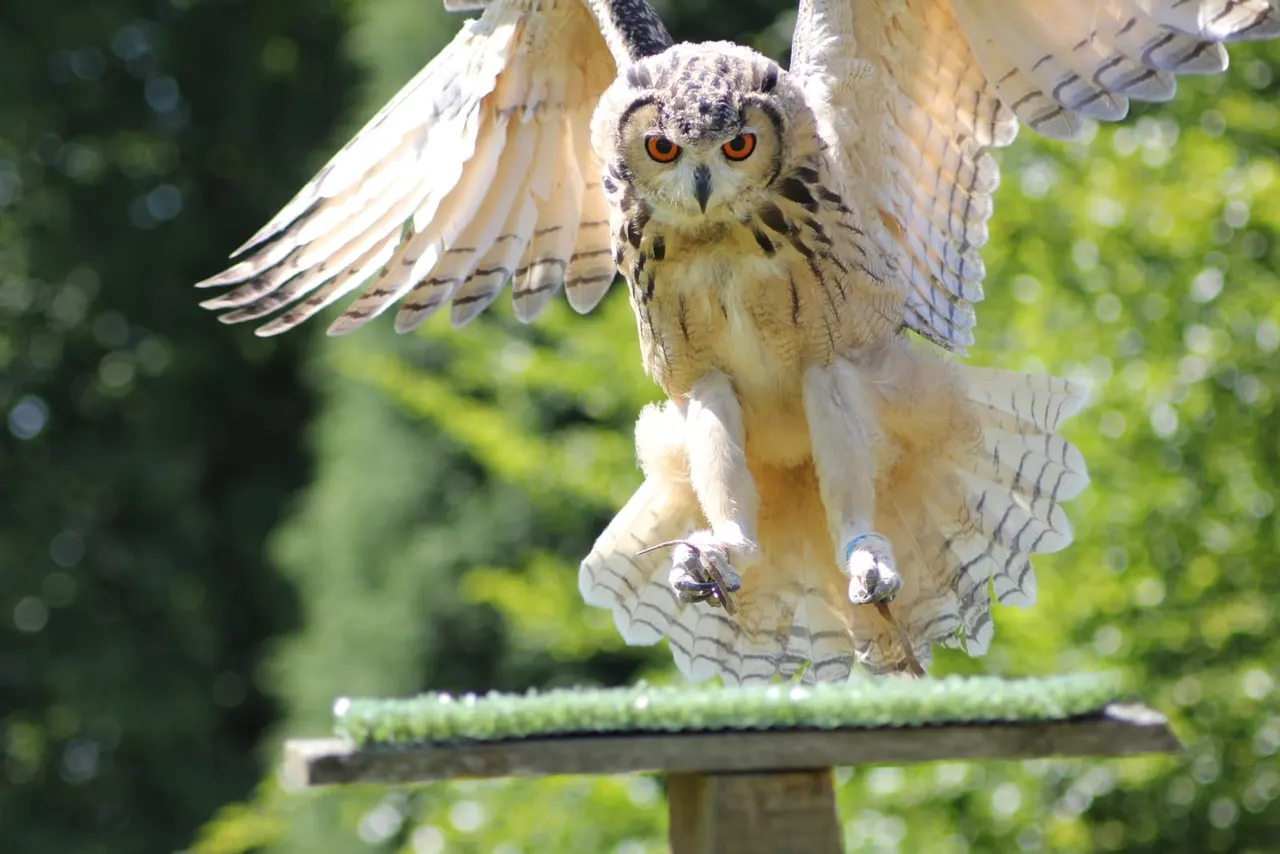 A large owl with orange eyes and outstretched wings hovers above a wooden perch against green foliage.