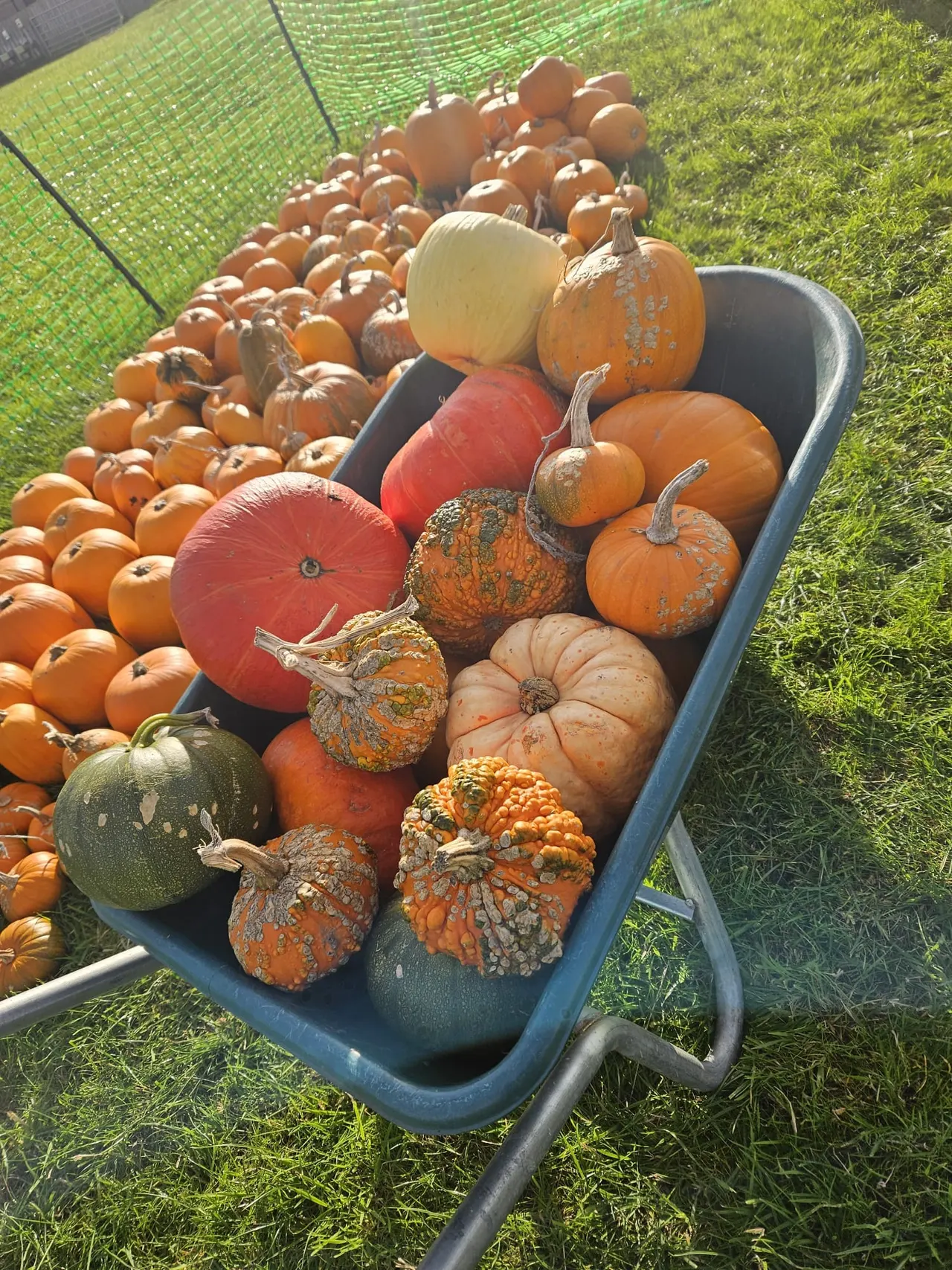 A wheelbarrow filled with varieties of pumpkins and squashes in different colours, with more pumpkins visible behind it on grass.
