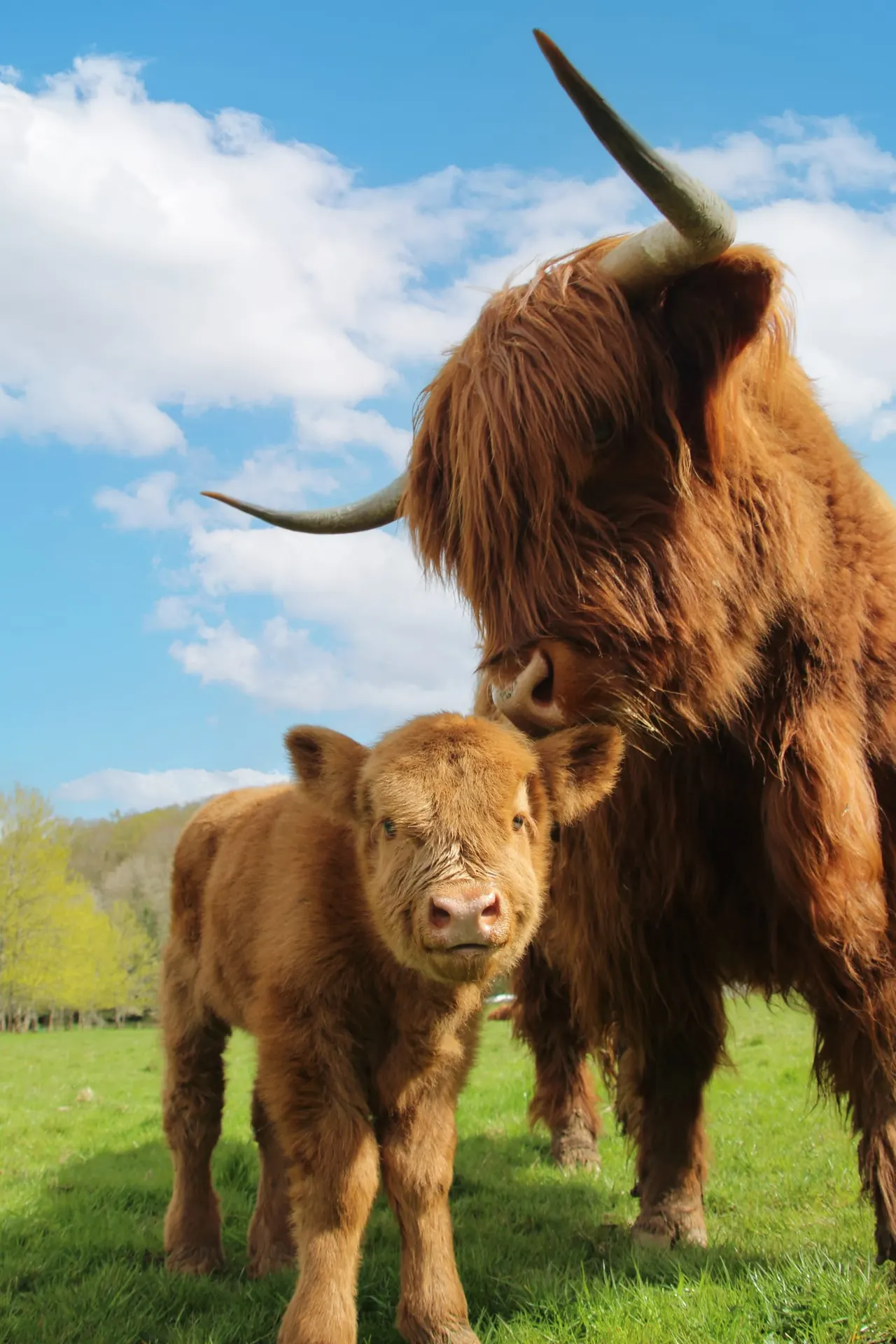 Long-haired Highland cattle, an adult and young calf, standing in a green pasture under blue sky.