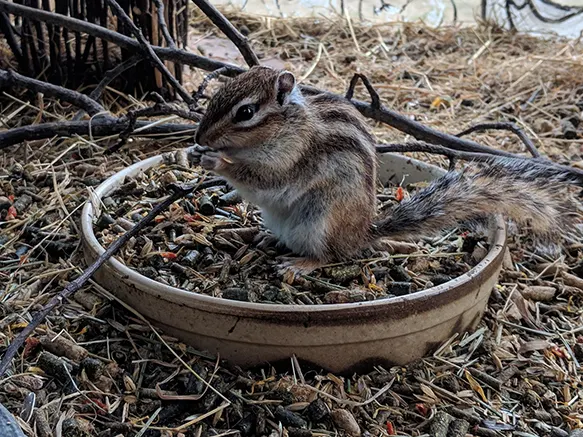 A striped ground squirrel eating from a bowl of seeds and grain on straw bedding.