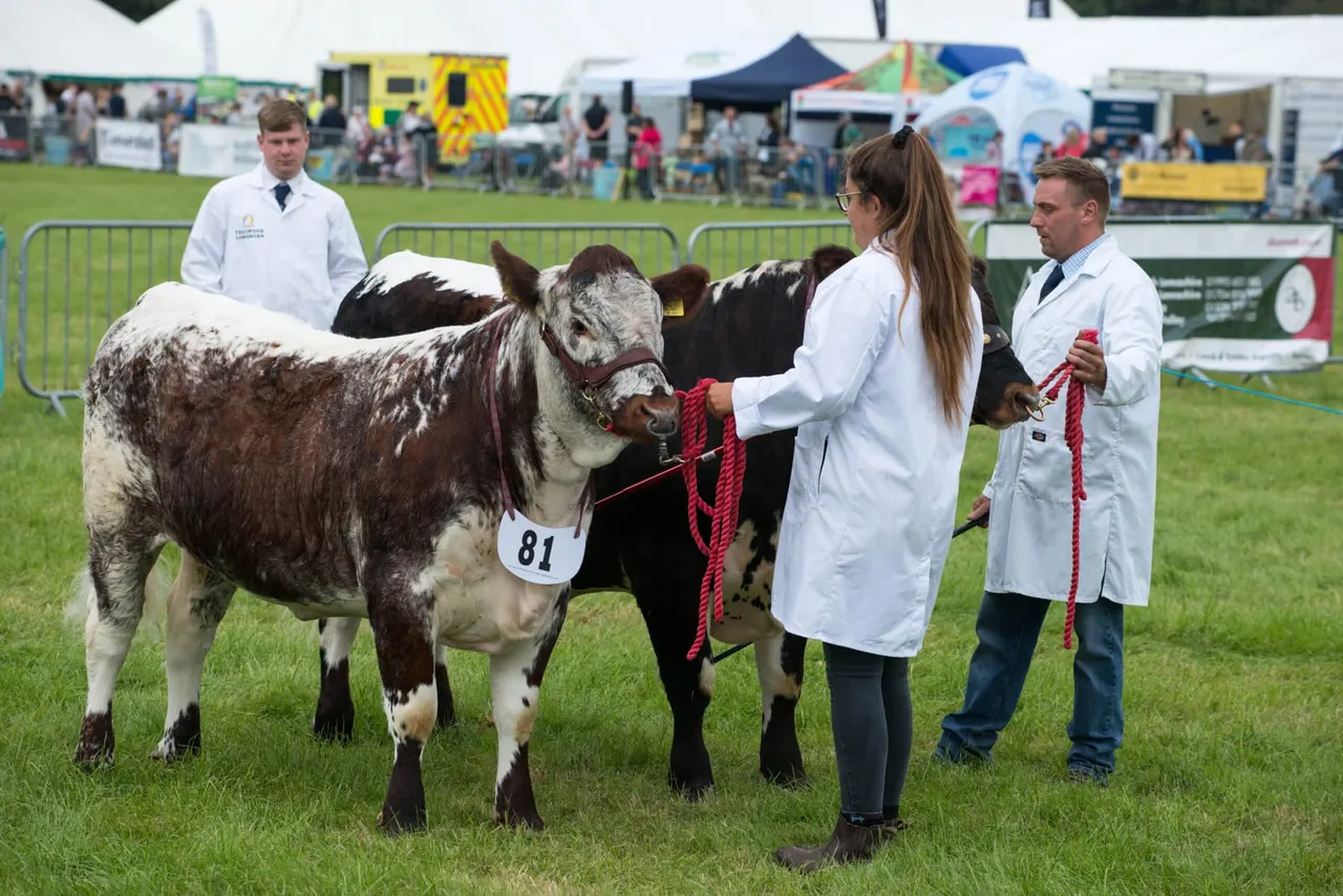 Handlers in white coats present a brown and white cow wearing a red halter and number 81 at an agricultural show, with spectators and marquees visible in the background.