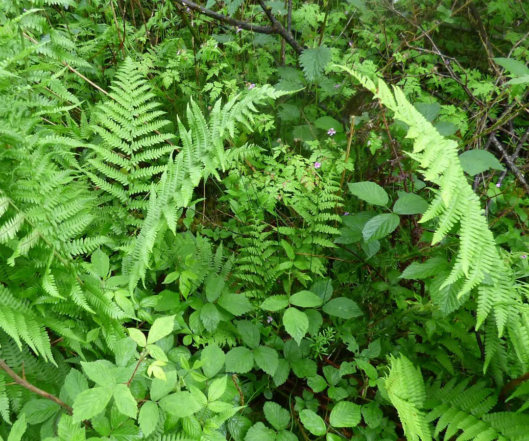 Dense woodland undergrowth with bright green ferns, leafy plants and small purple flowers.