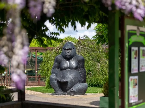 Stone gorilla sculpture surrounded by ivy-covered walls and flowering wisteria in a garden setting.