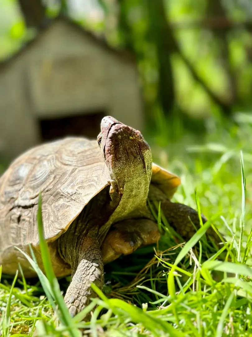Tortoise with moss-covered shell grazing on grass near a stone shelter.