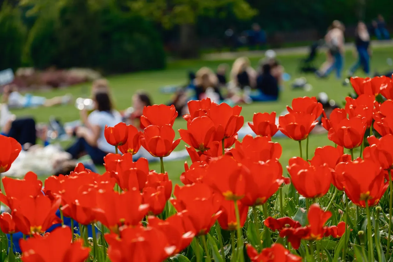Bright red tulips in foreground with visitors relaxing on green lawn and tree-lined gardens beyond.