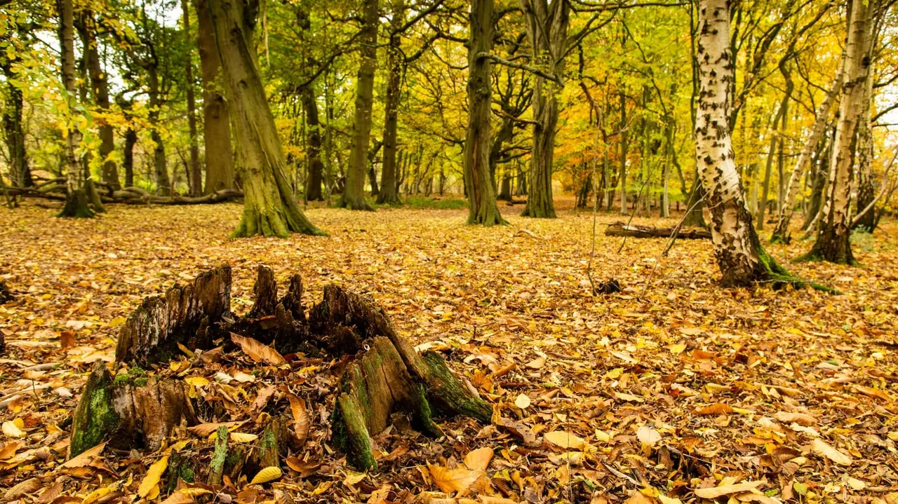 Autumn woodland with fallen leaves covering the forest floor and a decaying tree stump in the foreground.