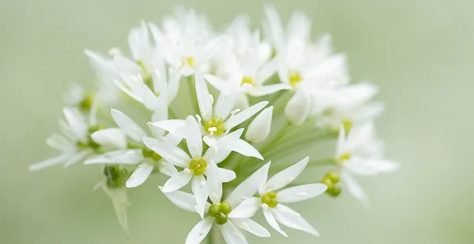 Cluster of small white star-shaped flowers with pale green foliage against a soft green background.