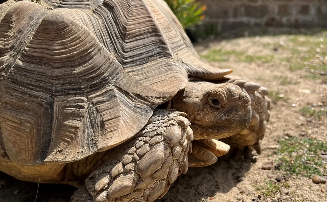 Close-up of a large tortoise's head and front leg showing its textured shell and scaled skin.