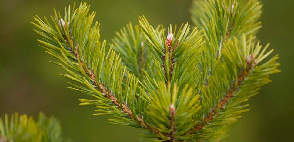 Close-up of pine tree needles and new buds with soft green blurred background.