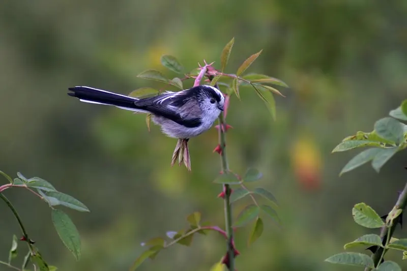 Small black and white bird perched on a pink flowering plant stem with green foliage.