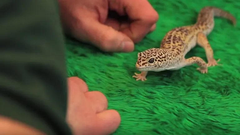 Person's hands interacting with a small lizard on bright green fabric.