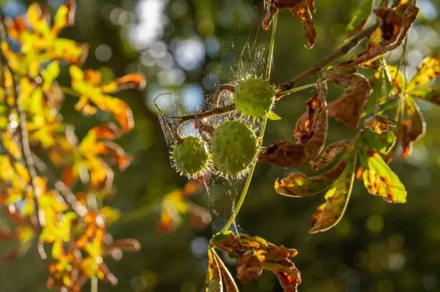 Close-up of spiky green seedpods covered in dewdrops among brown and yellow foliage.